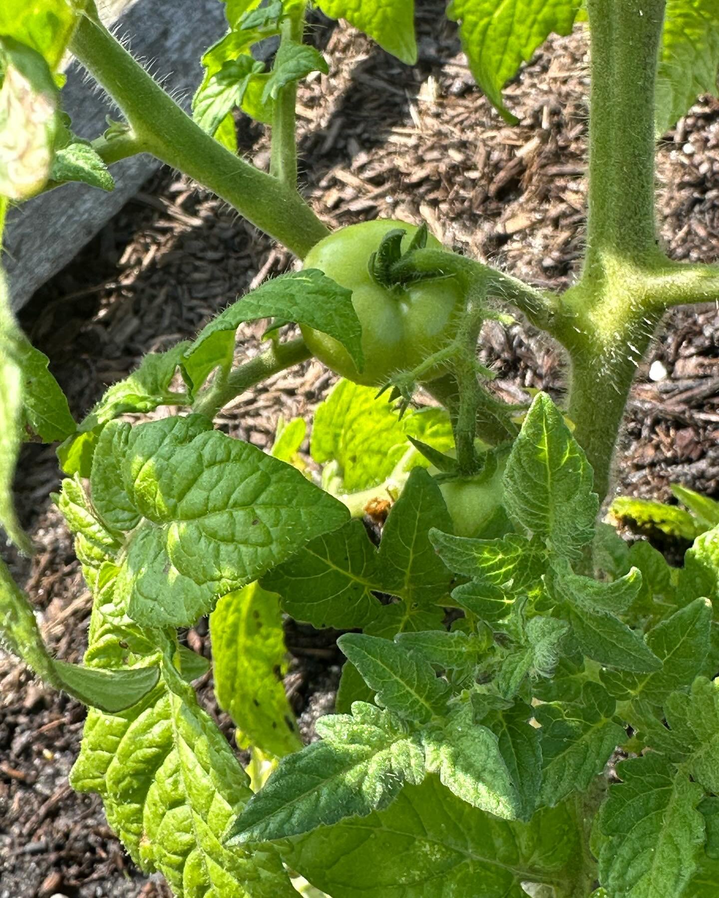 Joy joy joy from our garden. I spy 2 tomatoes growing on this plant and 4 tomatoes on another plant in my vegetable garden. 🙌🍅

THIS is one of the reasons we moved south. 🌞 🪴 

#garden #tomato @tomatowellness #diabetesmanagement #freshtomatoes