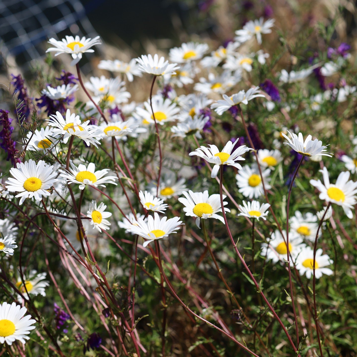 Summer has made its way to the park! Daisies, poppies, lupines, and other wildflowers have bloomed throughout the gardens and lawns. 🌷
Take some time to explore and see what other flowers you can spot!
