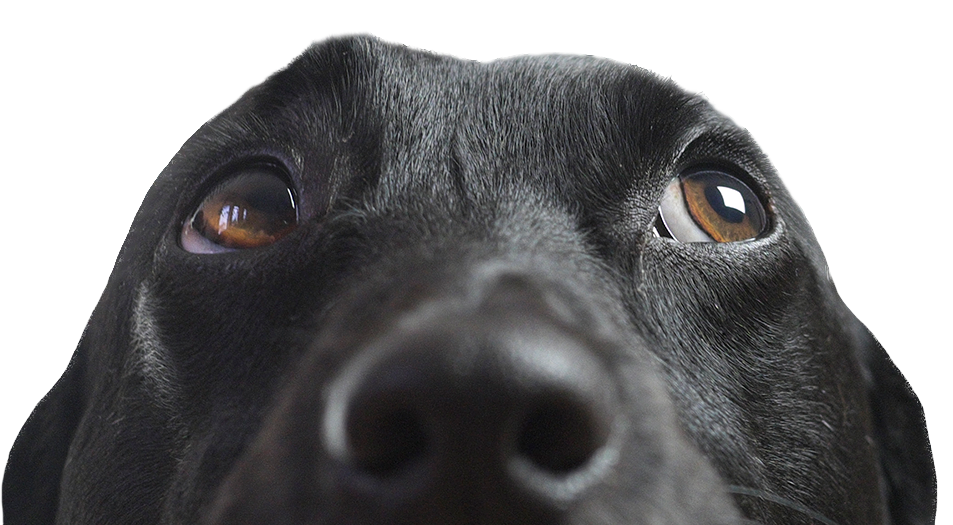 Black dog looking upwards