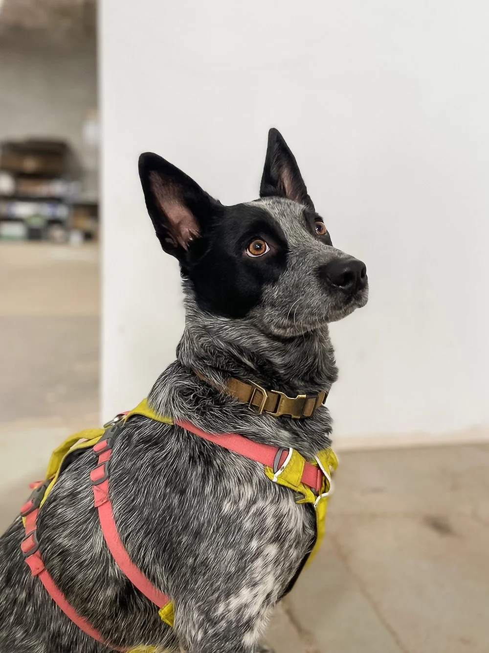 A blue merle Australian Shepherd dog wearing a pink and yellow harness and a brown collar, sitting indoors against a white wall.