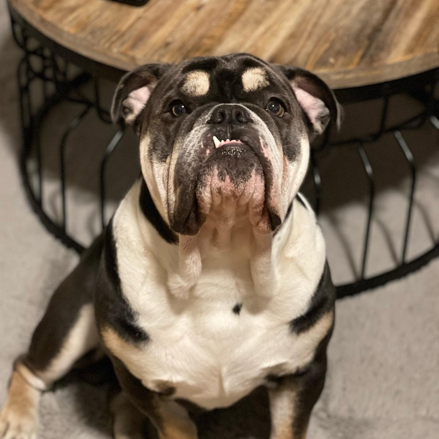Bucky says hi! Meet the inspiration behind the logo and our company mascot! 100% purebred good boy.