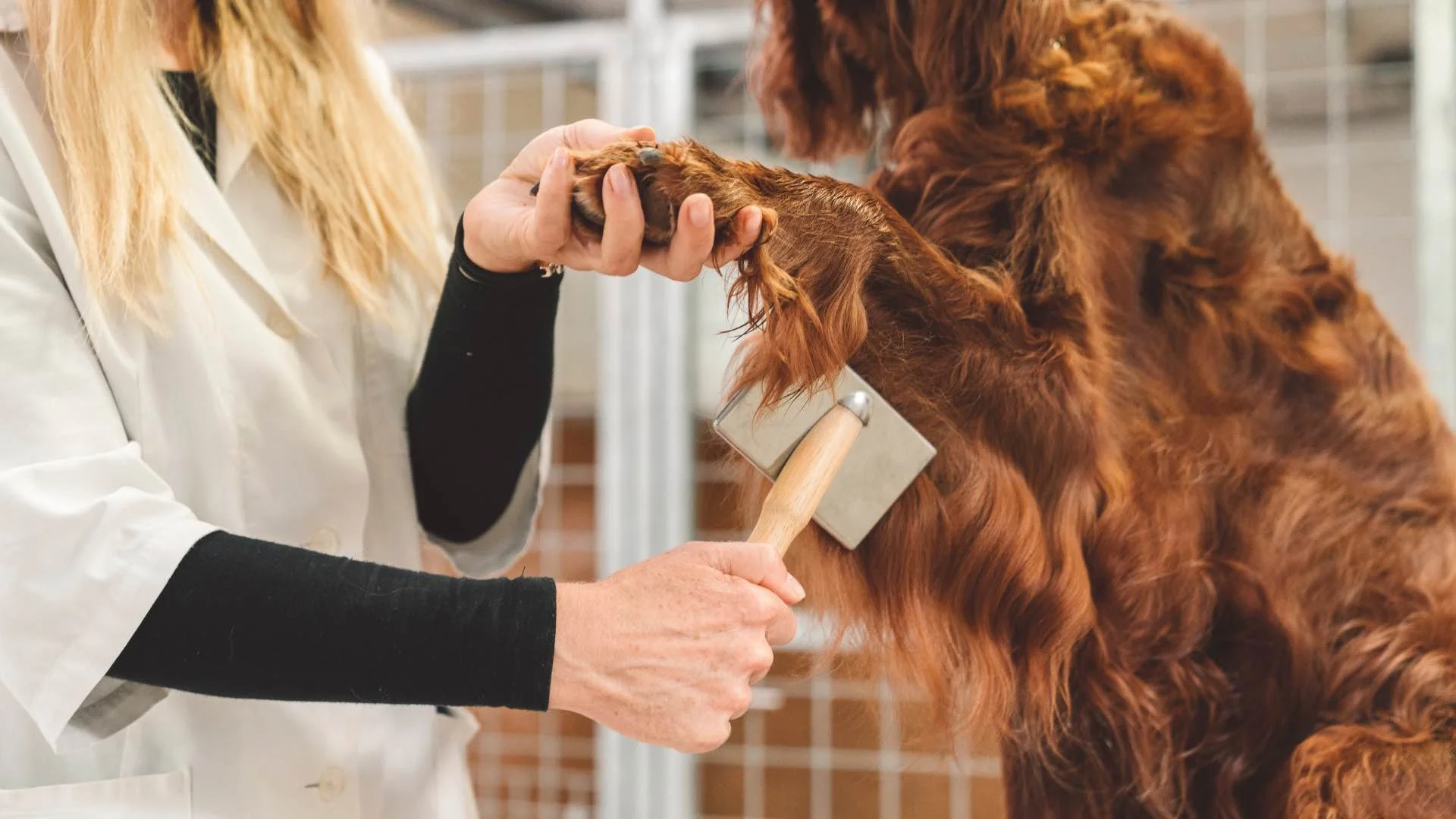 fear free certified groomer nashville