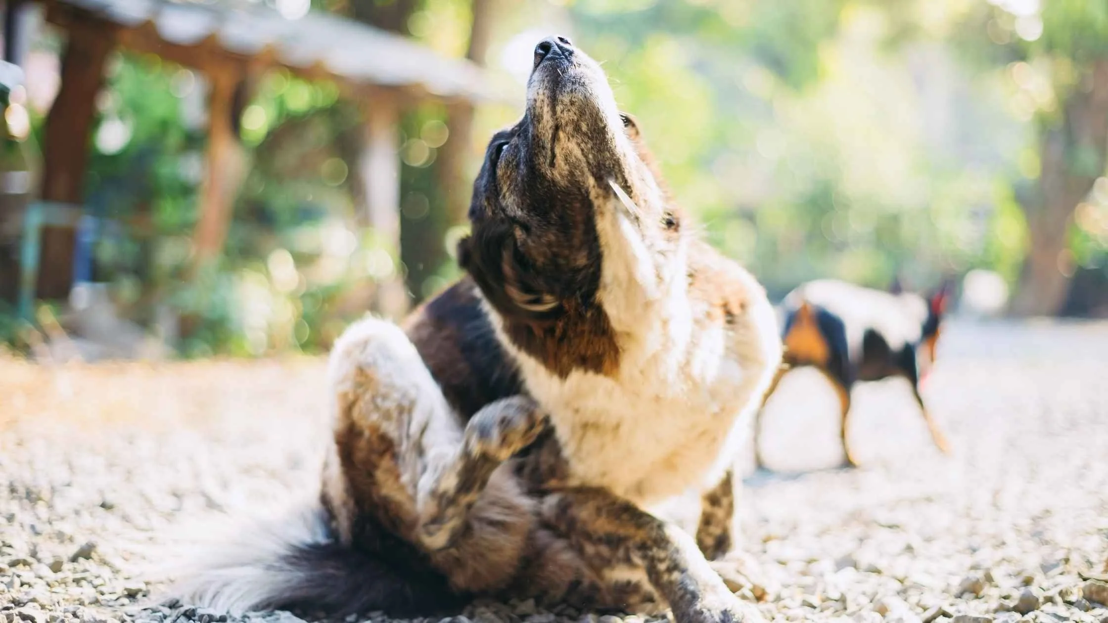 Nashville Spring Flea and Tick Season Is Here