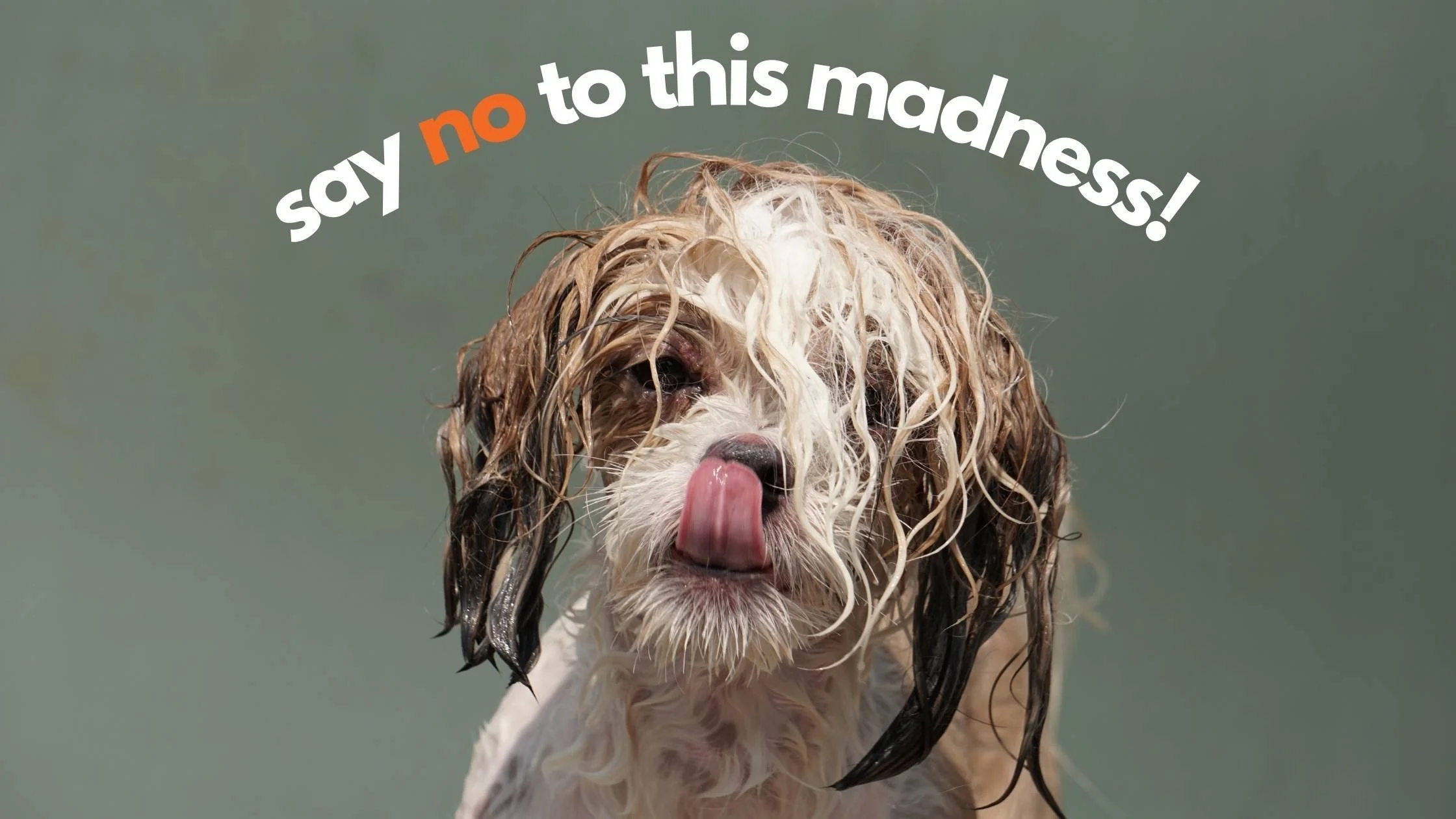 The New Trend of Wet Baths: 5 Costly Consequences of Leaving Your Pet's Coat Wet
