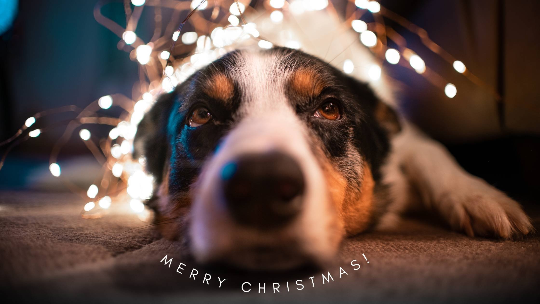 Special Holiday Hours • Merry Christmas!