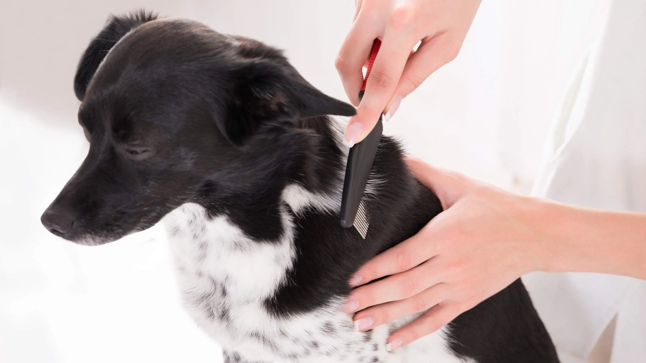 How often should my dog get a deshedding treatment?