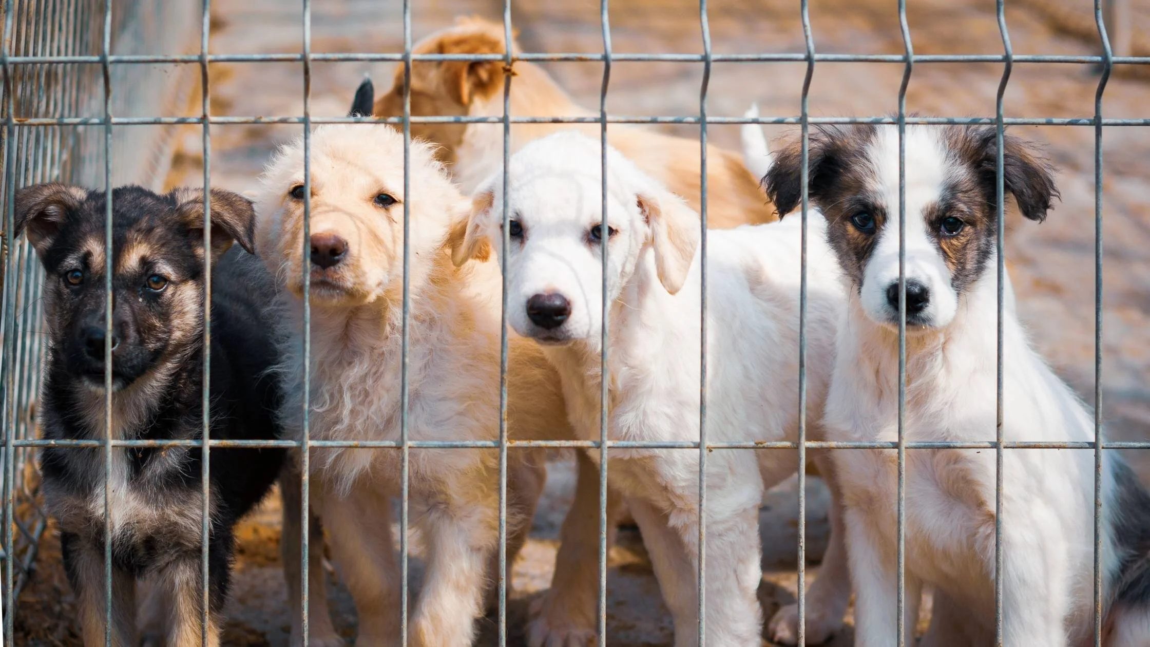 Pet Shelter Adoptions Fall in Tennessee in 2020