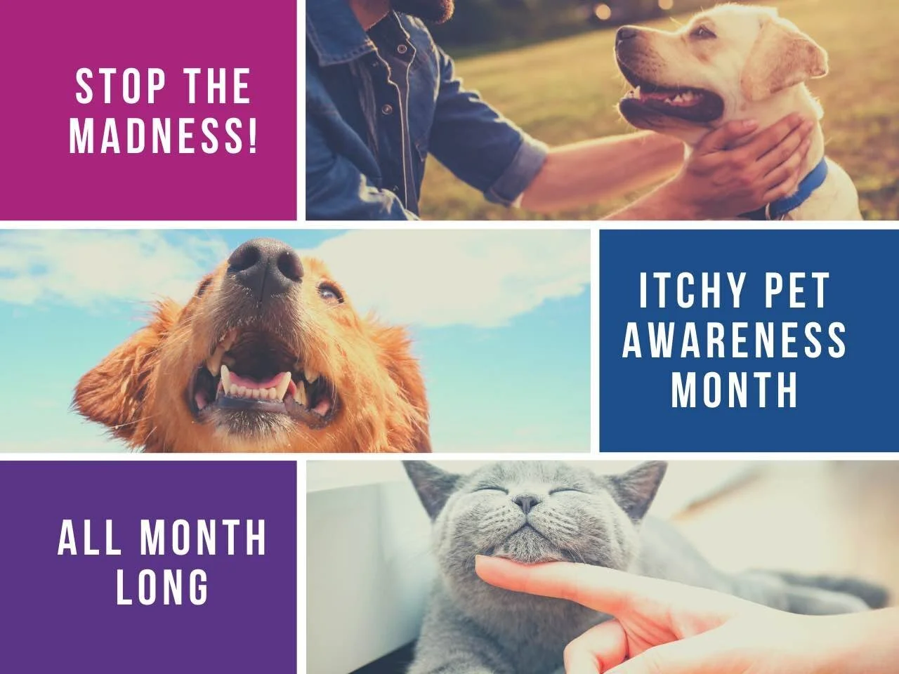 August is Itchy Pet Awareness Month