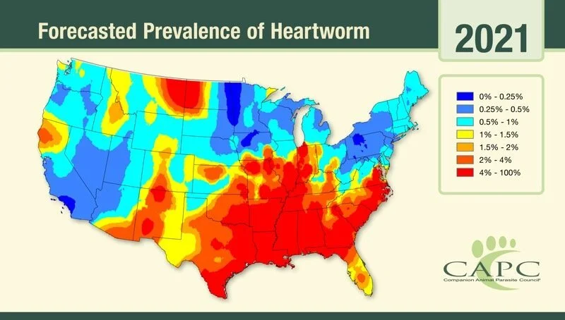 Heartworm in Nashville will be higher in 2021: 5 things you can do to protect your dog