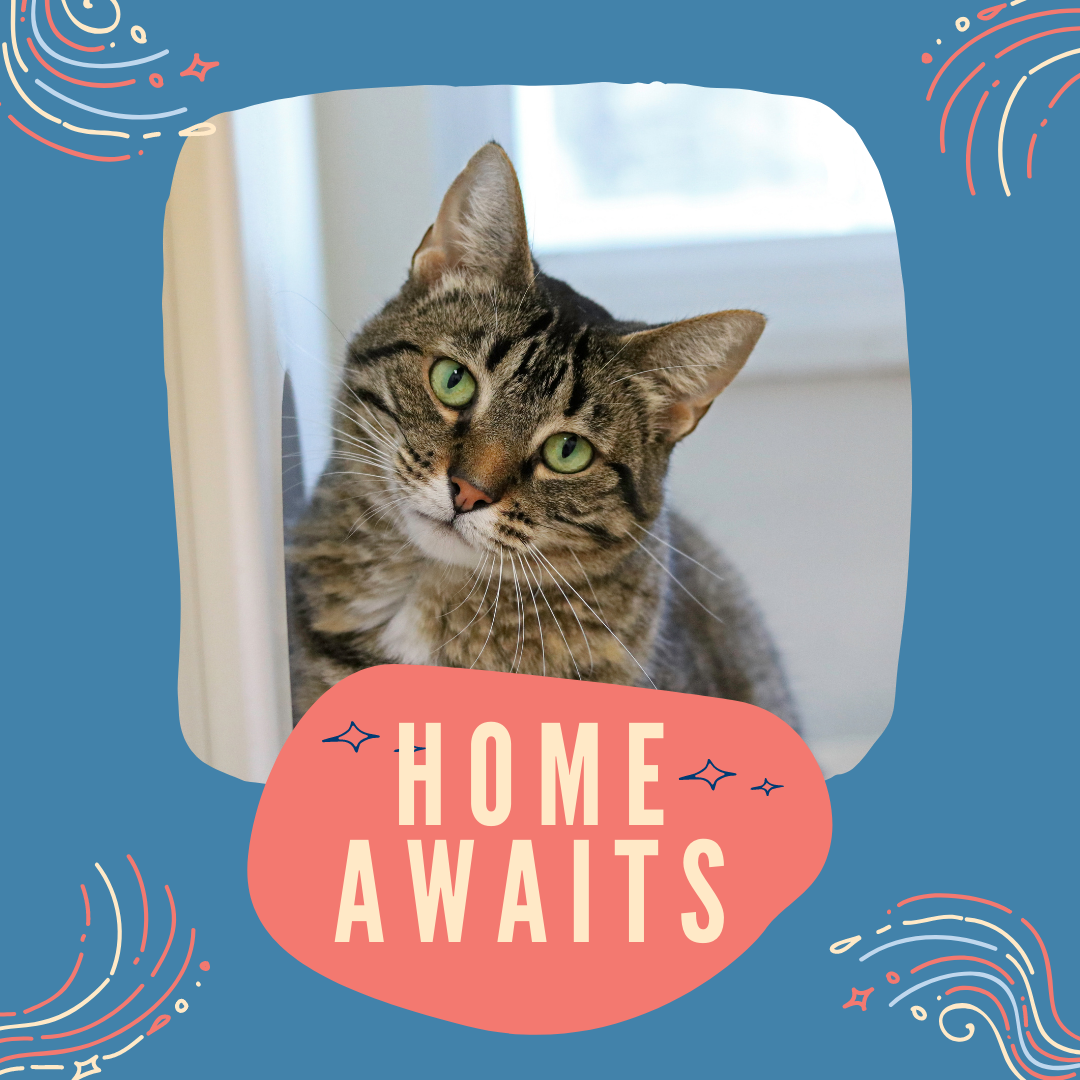 Celebrate kitty love: June is ASPCA Adopt-a-Shelter-Cat Month