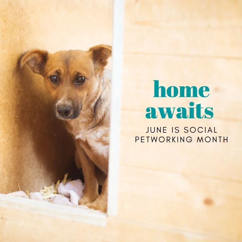 June is Social Petworking Month in Nashville