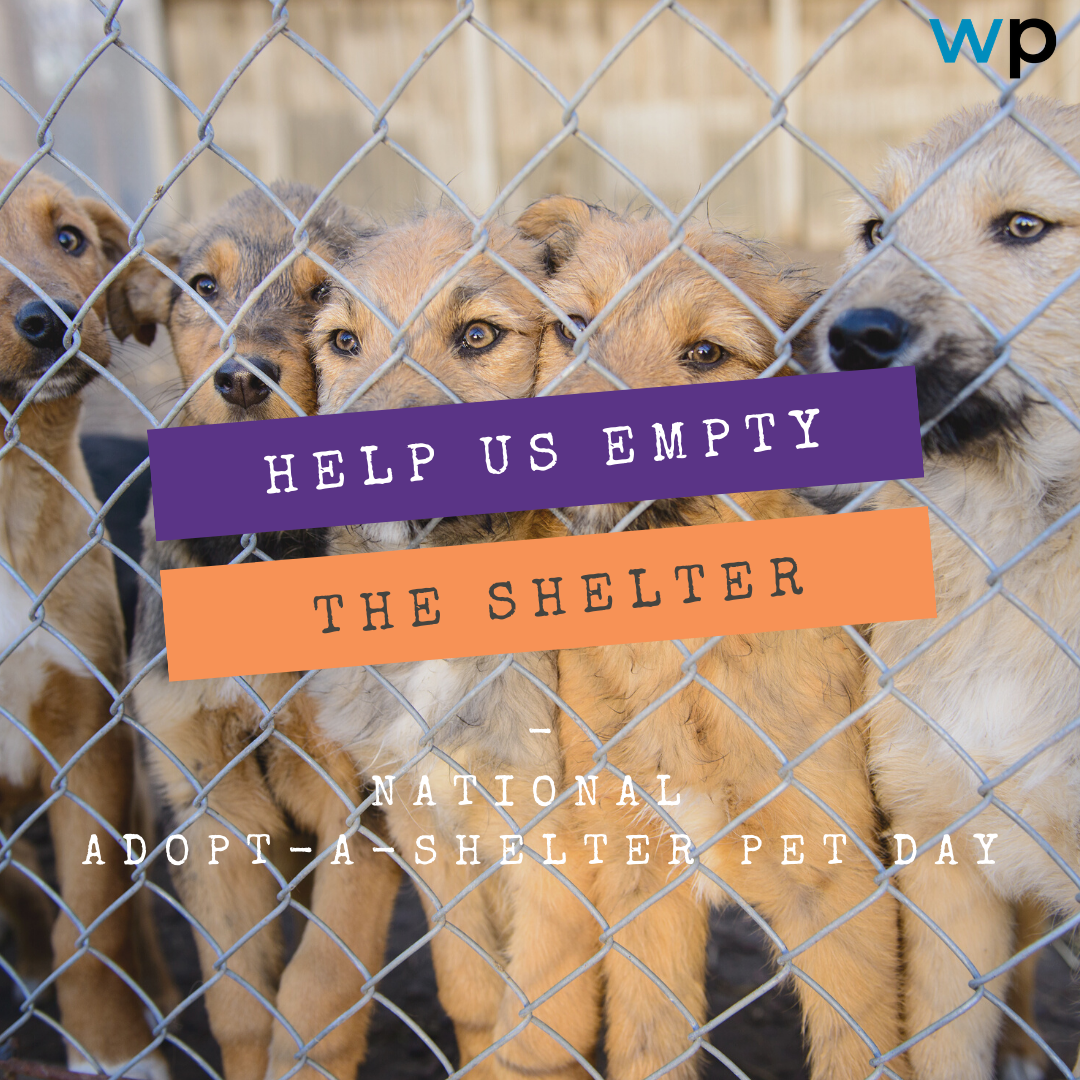 Hey Nashville: Adopt-A-Shelter-Pet Today
