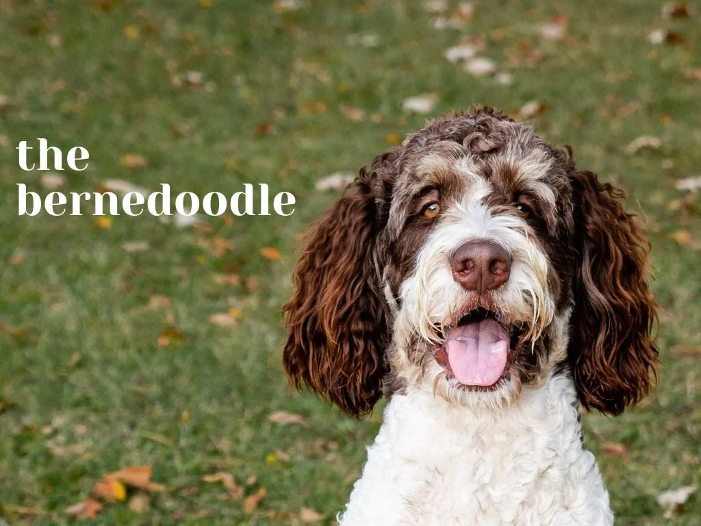Grooming the Bernedoodle