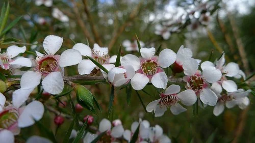 Taking care of dog paws with tea tree