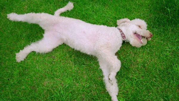 Why You Should Not Let Your Dog Rub on Pesticide Treated Grass
