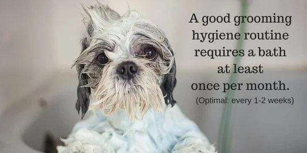 How often should I bathe my dog?