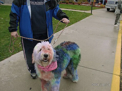 The Irreversible Damage of Dying your Dog's Hair