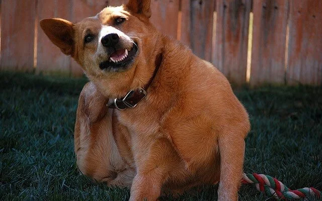 Bathing Away Irritated Skin Off Your Dog