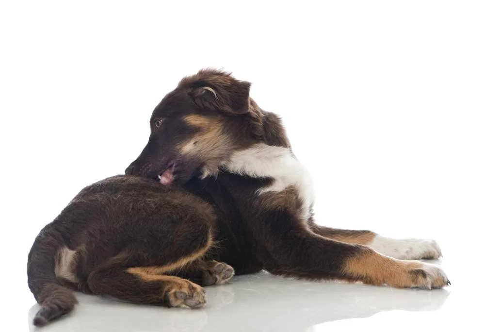 The 3 Quickest Ways to Fight Hot Spots
