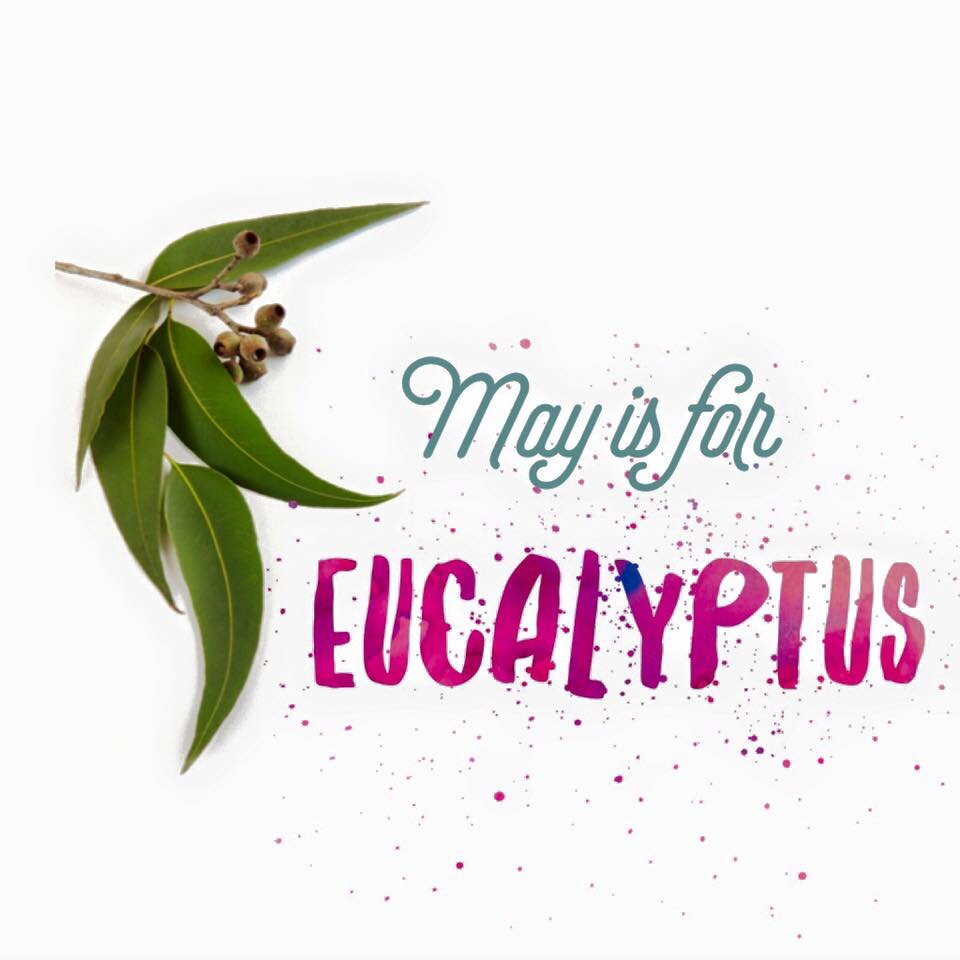 Choose eucalyptus for an all-natural self-serve dog wash in May