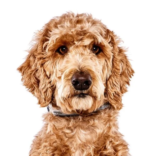 Goldendoodle Grooming in Nashville