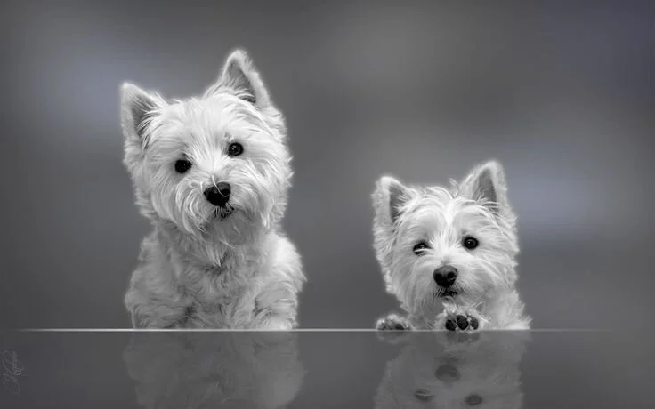 How to brighten your pet's coat naturally