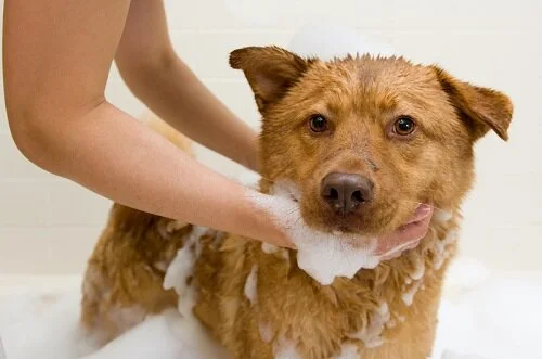 How to De Skunk Your Dog or Cat