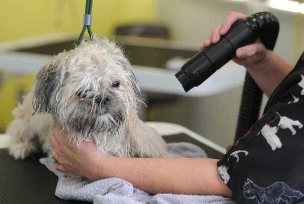 Why do pet grooming dryers don't warm up enough?