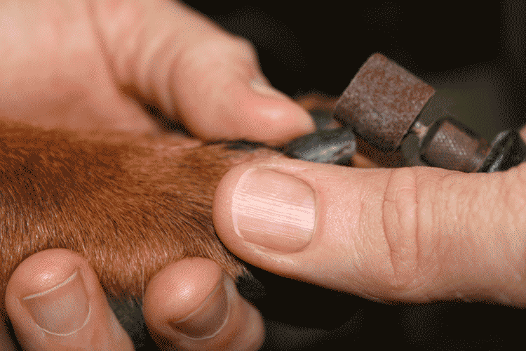 Nail Grinding Add-On Now Available