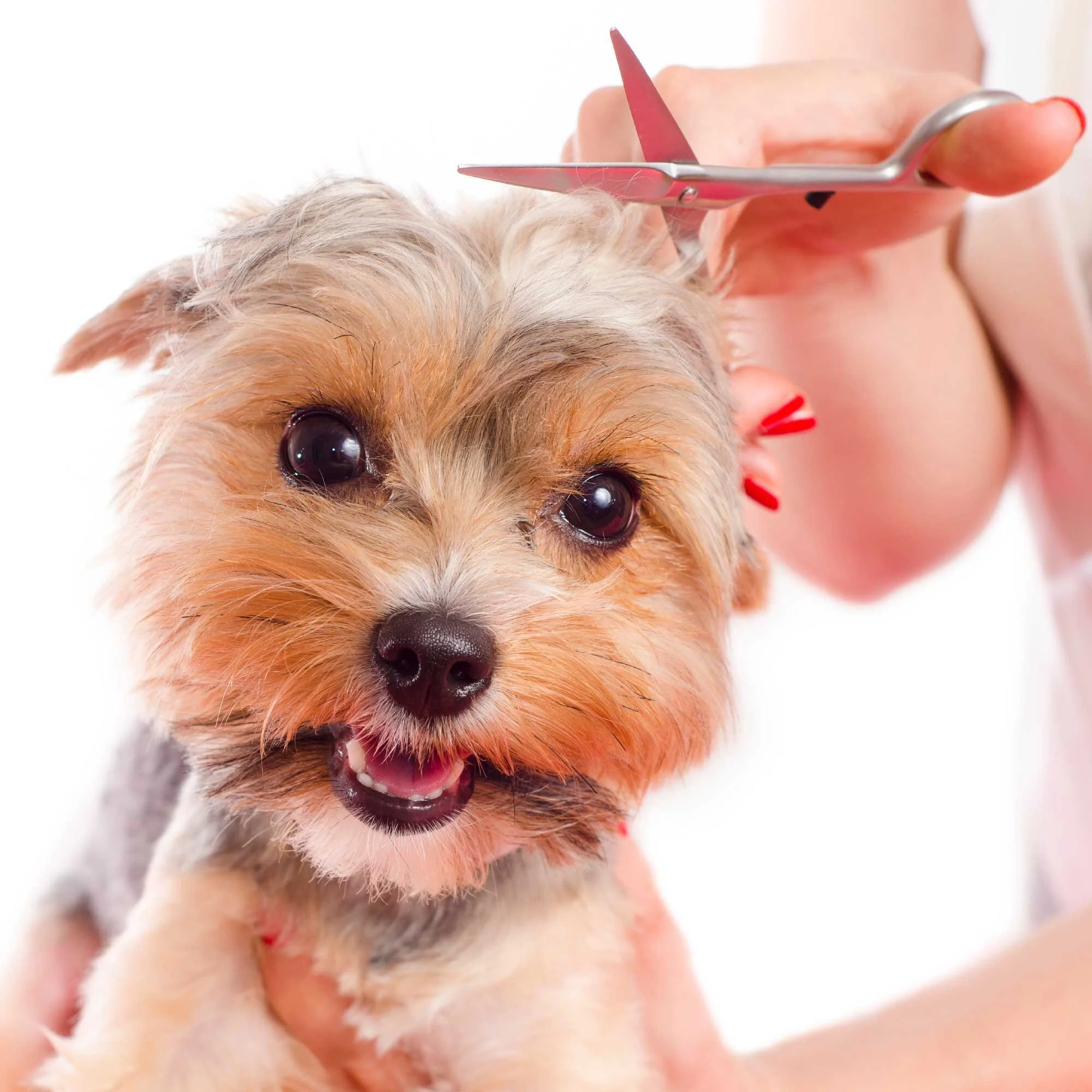 dog grooming job nashville tn