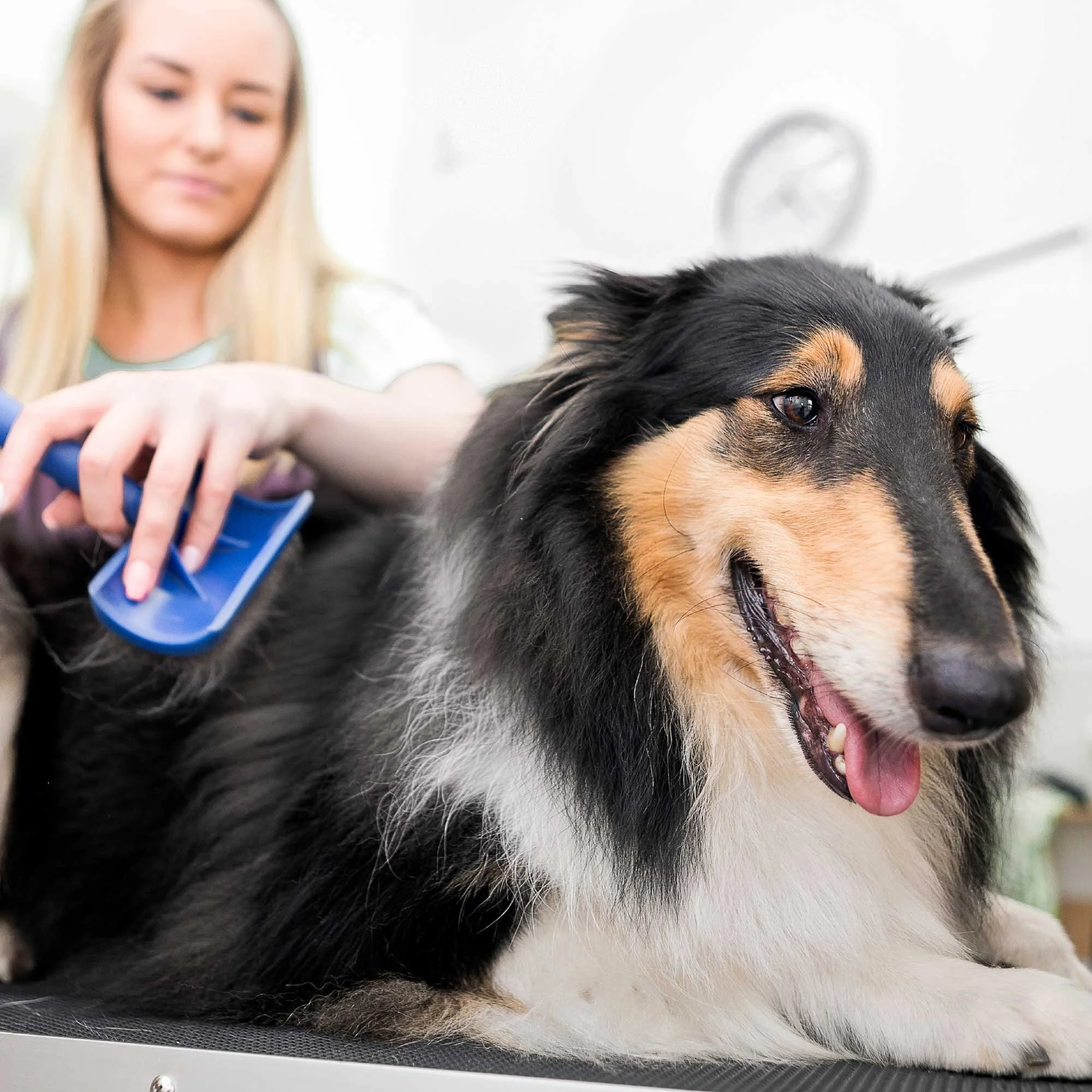 customer-service-nashville-dog.jpg