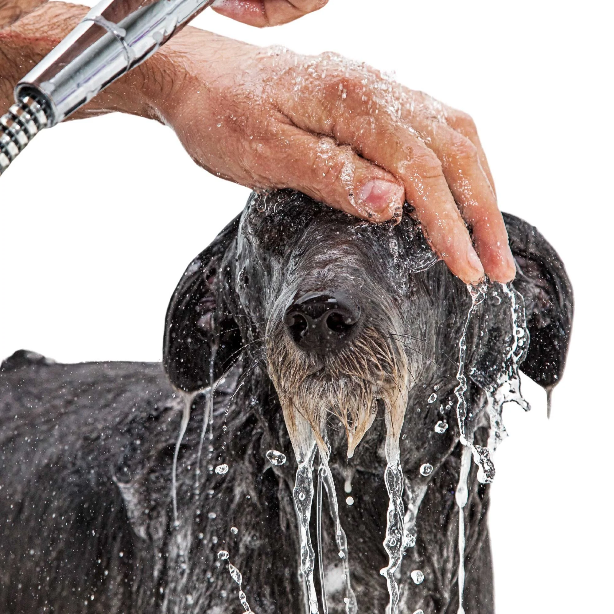 hand washing a dog in a bathing station