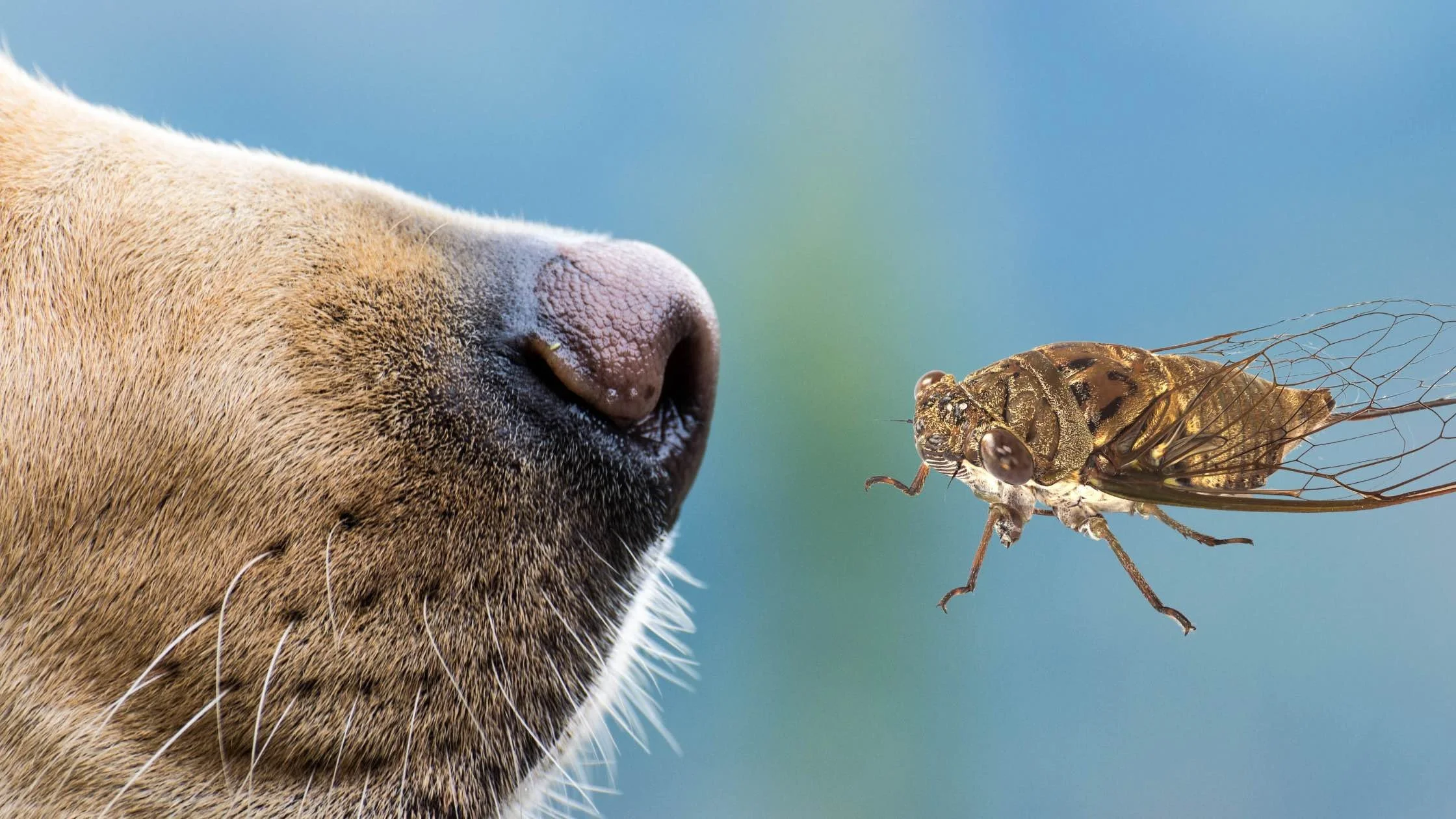 Cicadas in Nashville and Dogs