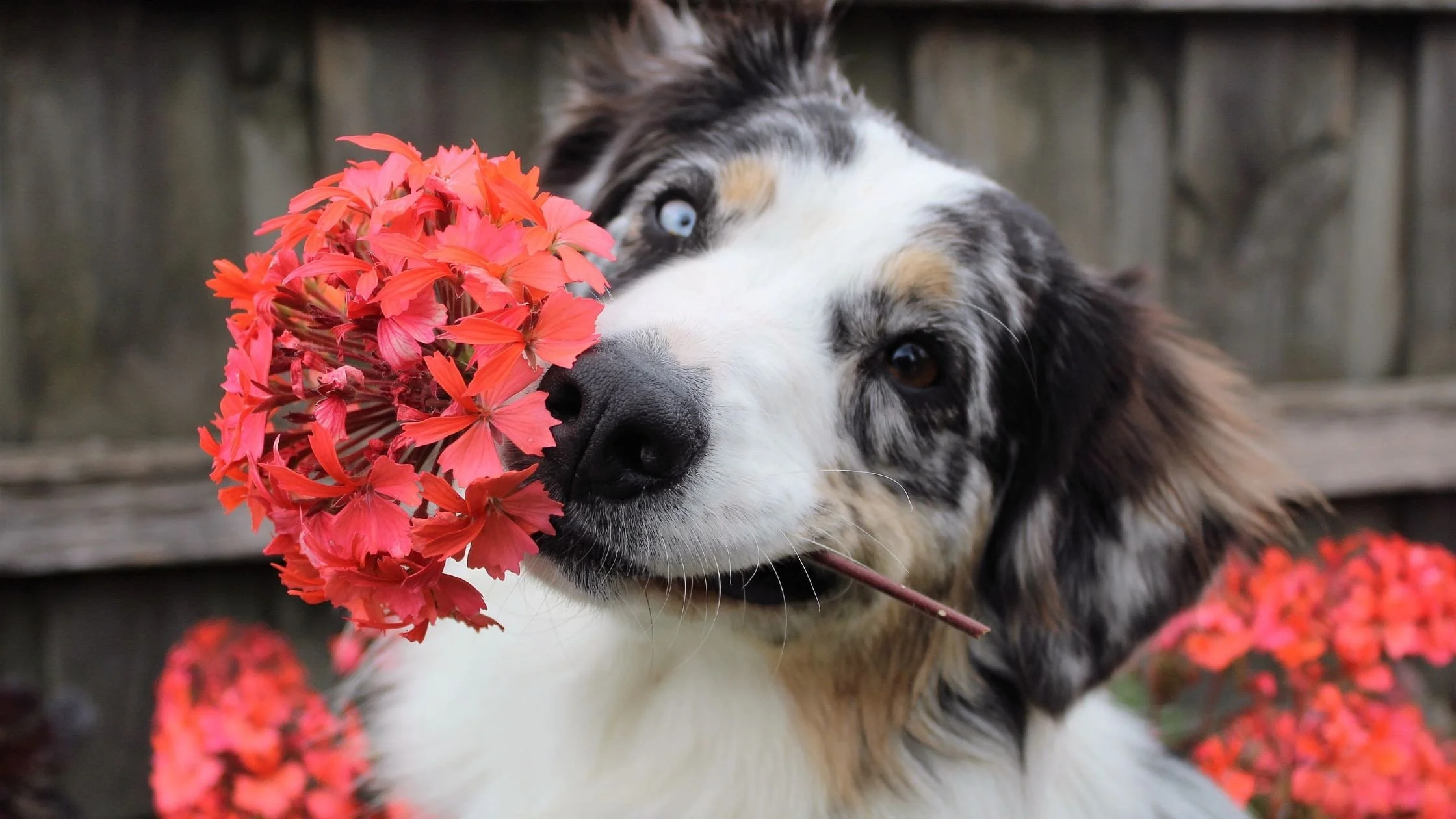 Top 3 Native Tennessee Plants That Are Toxic to Pets