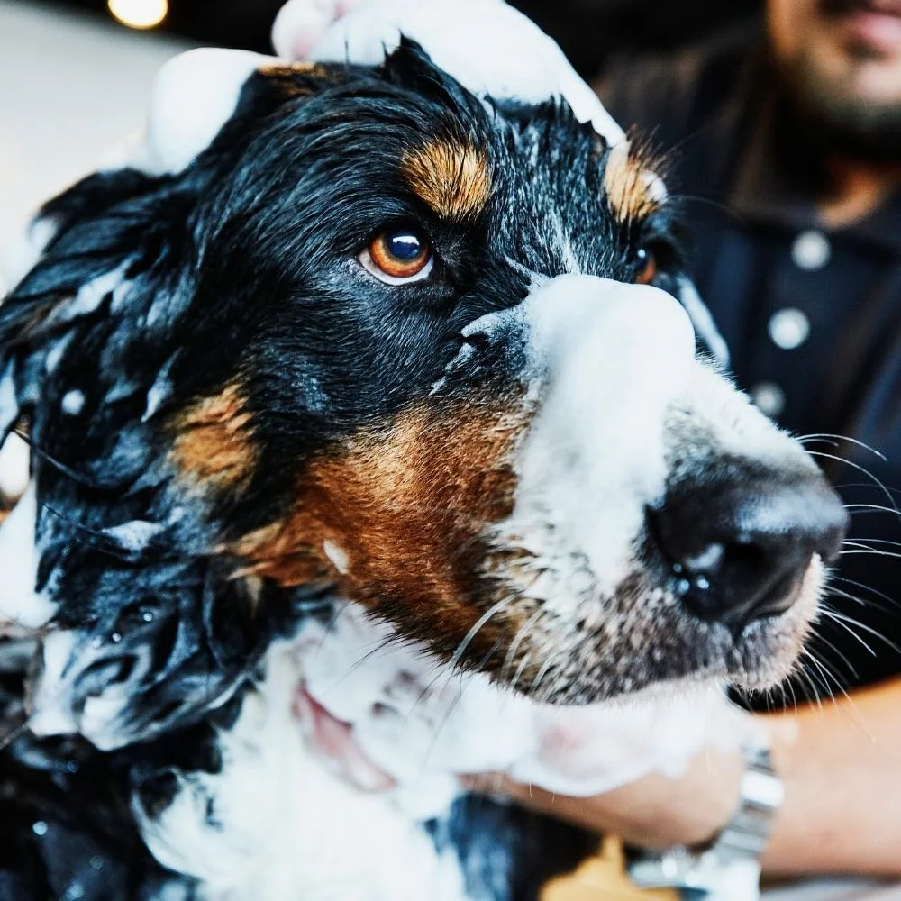 self serve dog wash nashville