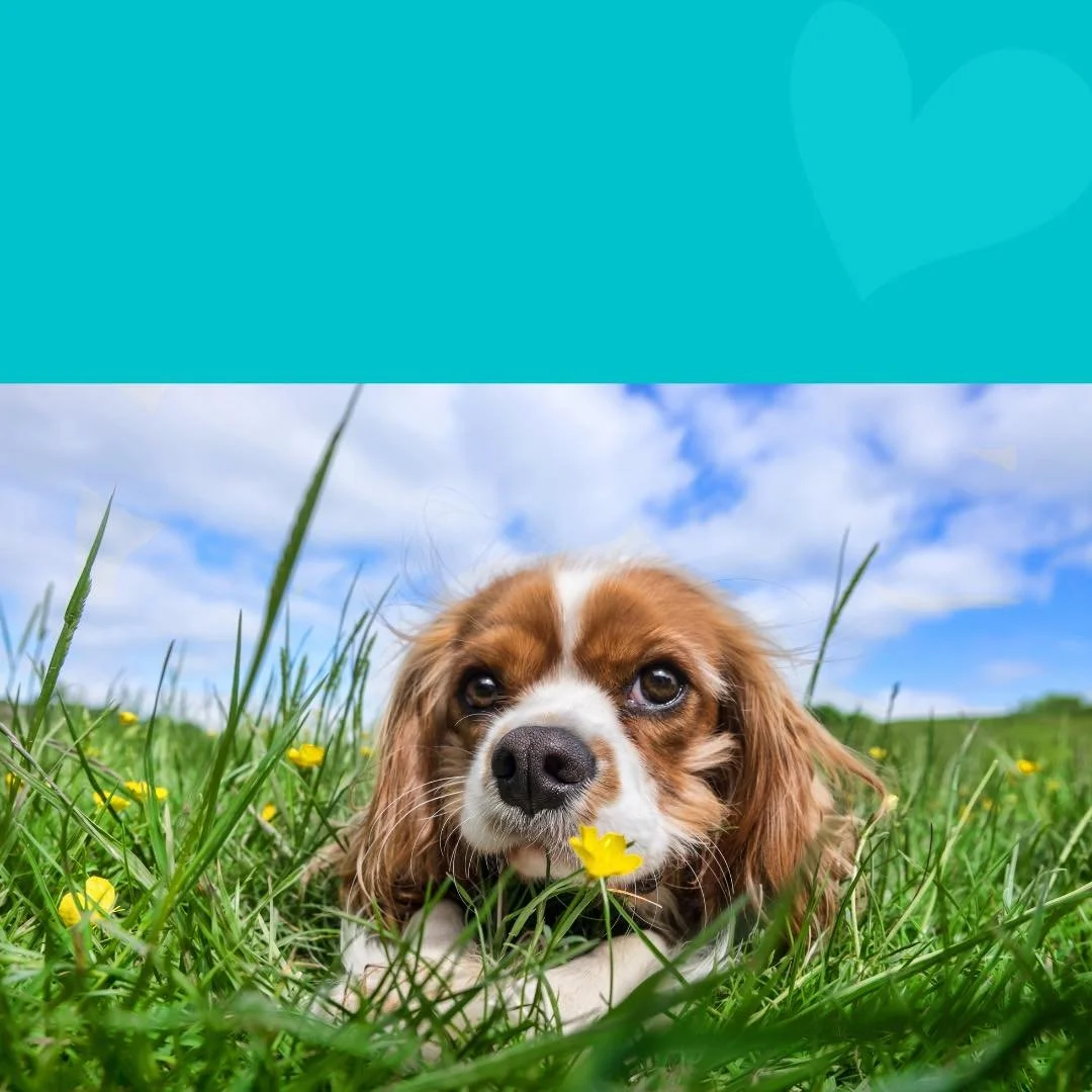 safe shampoo grooming nashville