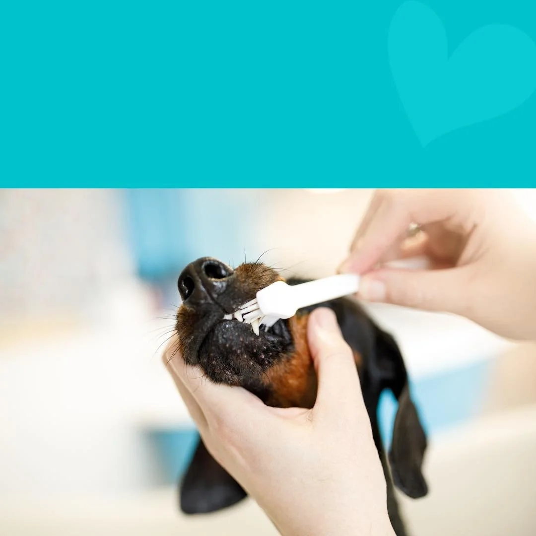 teeth brushing grooming nashville