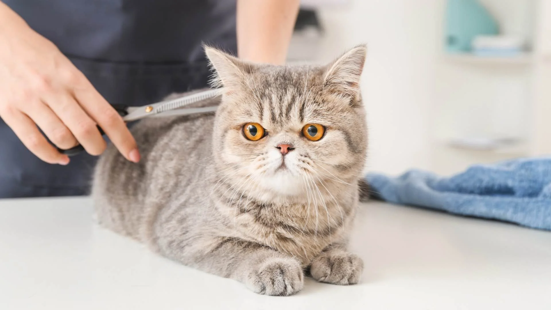 certified master groomer cats nashville