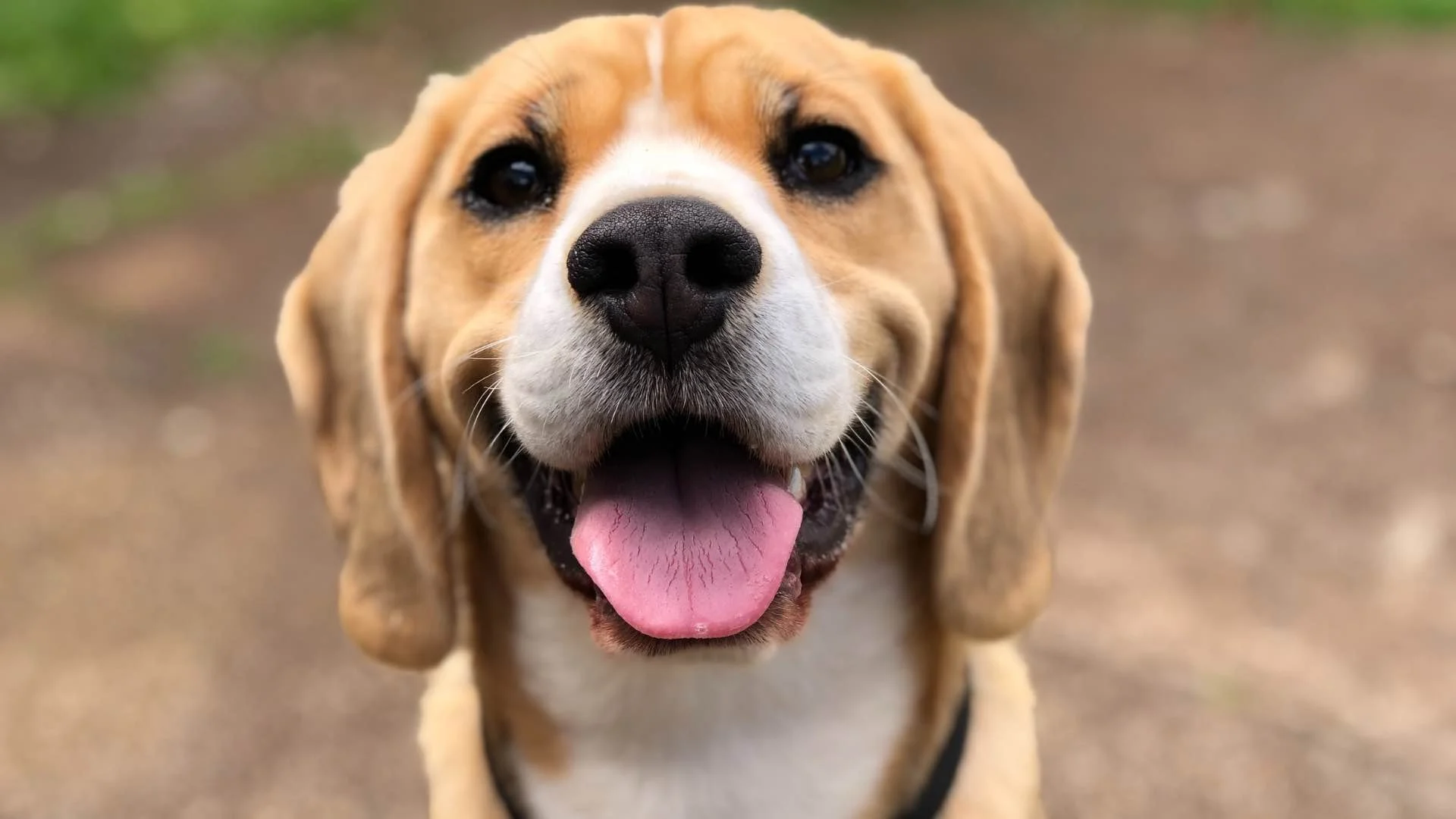 Close-up of a happy Beagle dog after his visit to WashPaw Nashville.