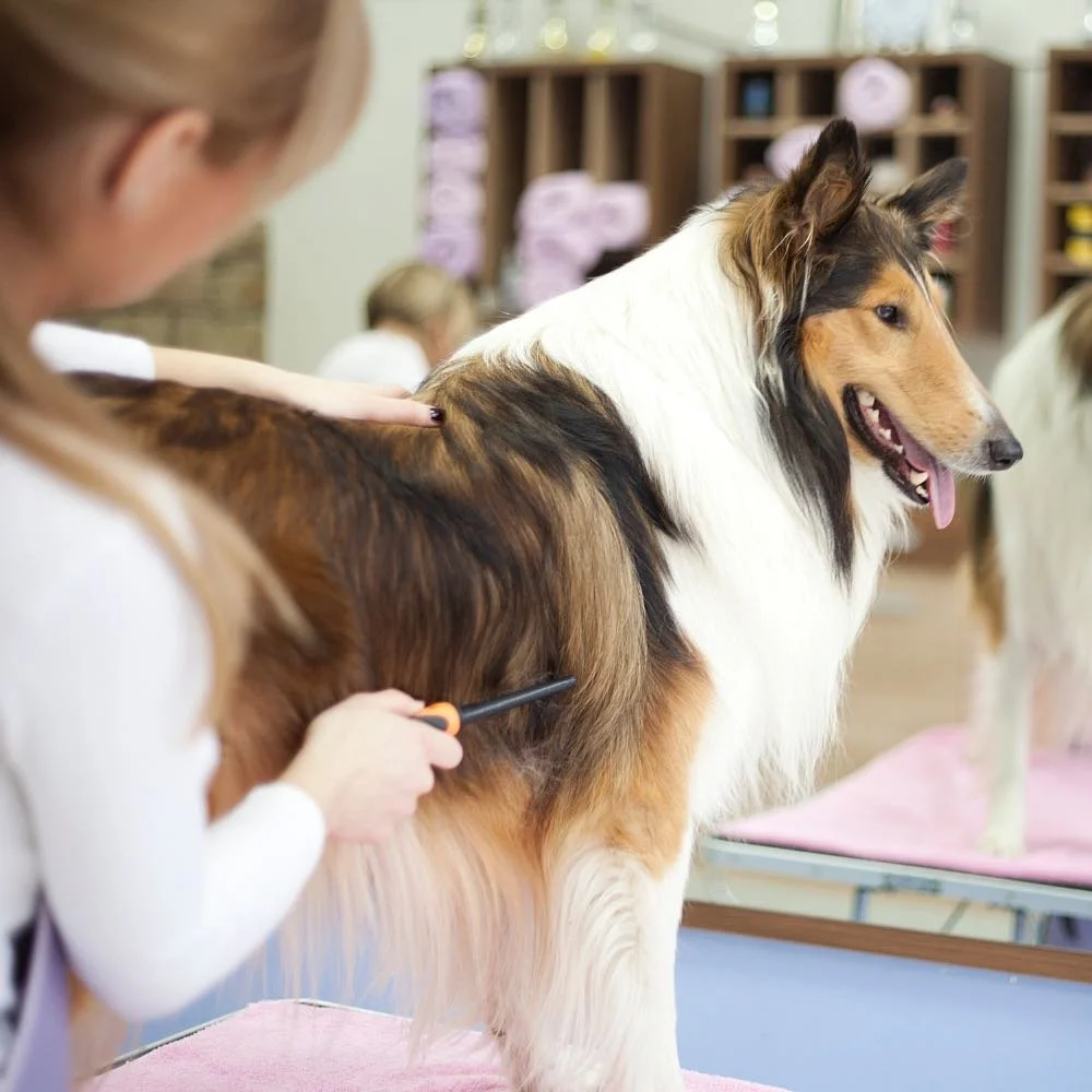 dog and cat grooming nashville tn