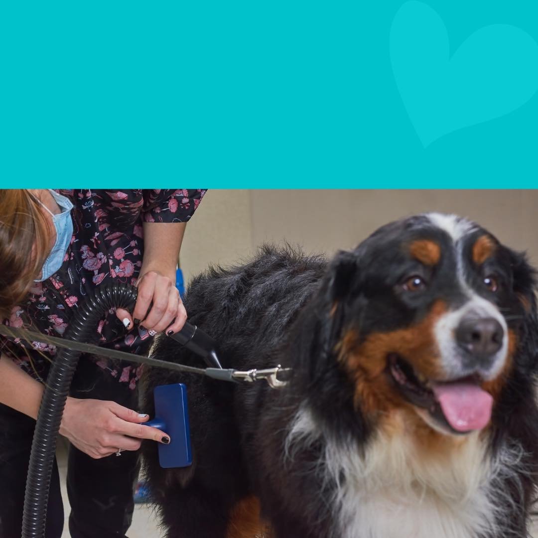 hand drying grooming nashville