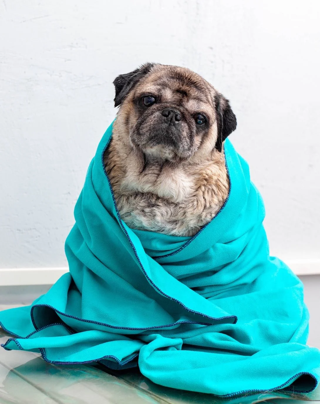 dog bath groomer nashville