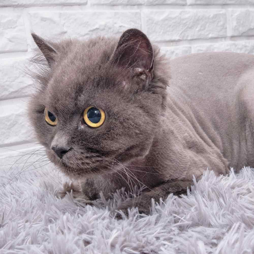 A gray cat with yellow eyes lying while waiting for his grooming bath.