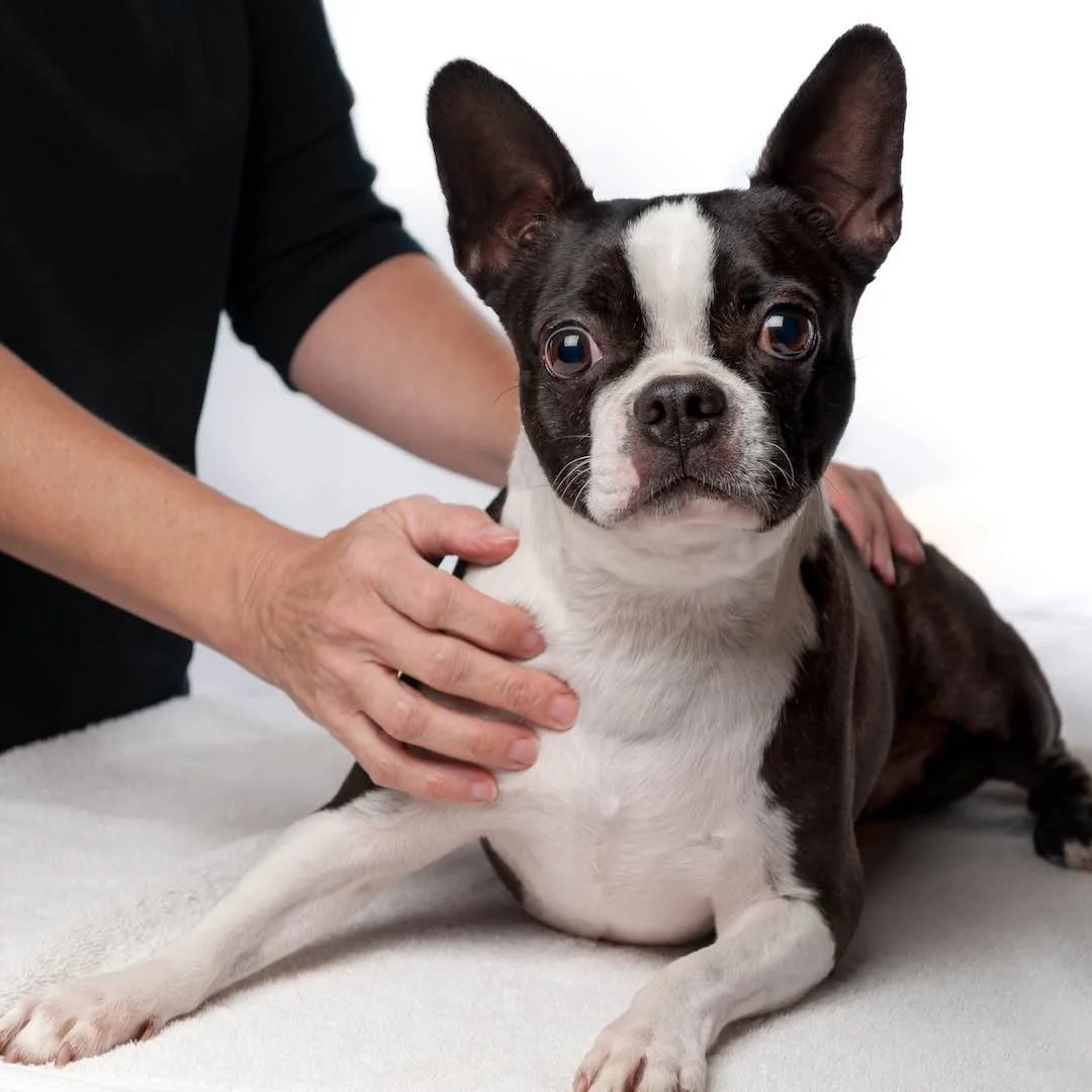Happy black and white Boston Terrier dog after bath
