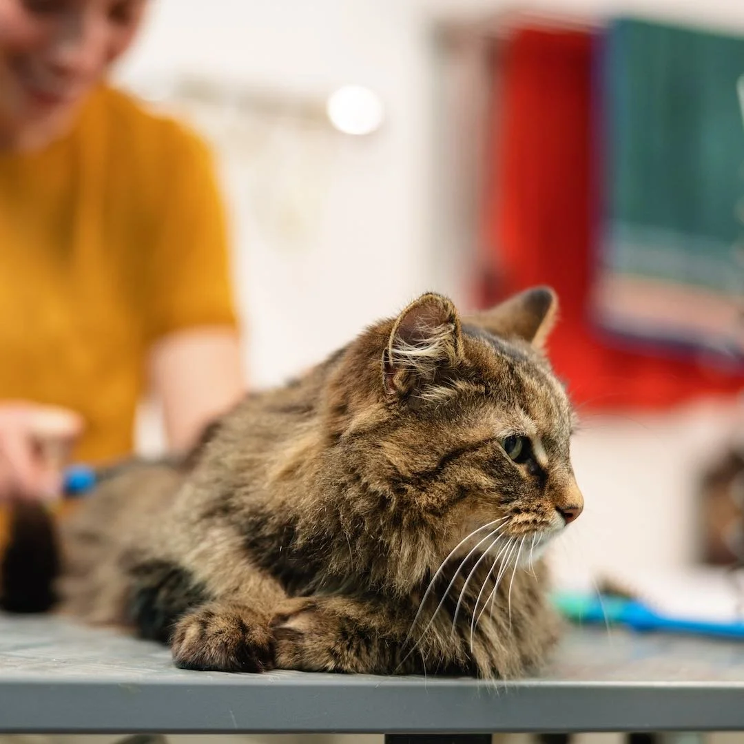 Cat on grooming table during brushing
