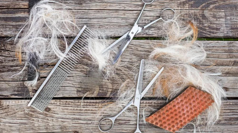 cut and style pet grooming salon nashville rates