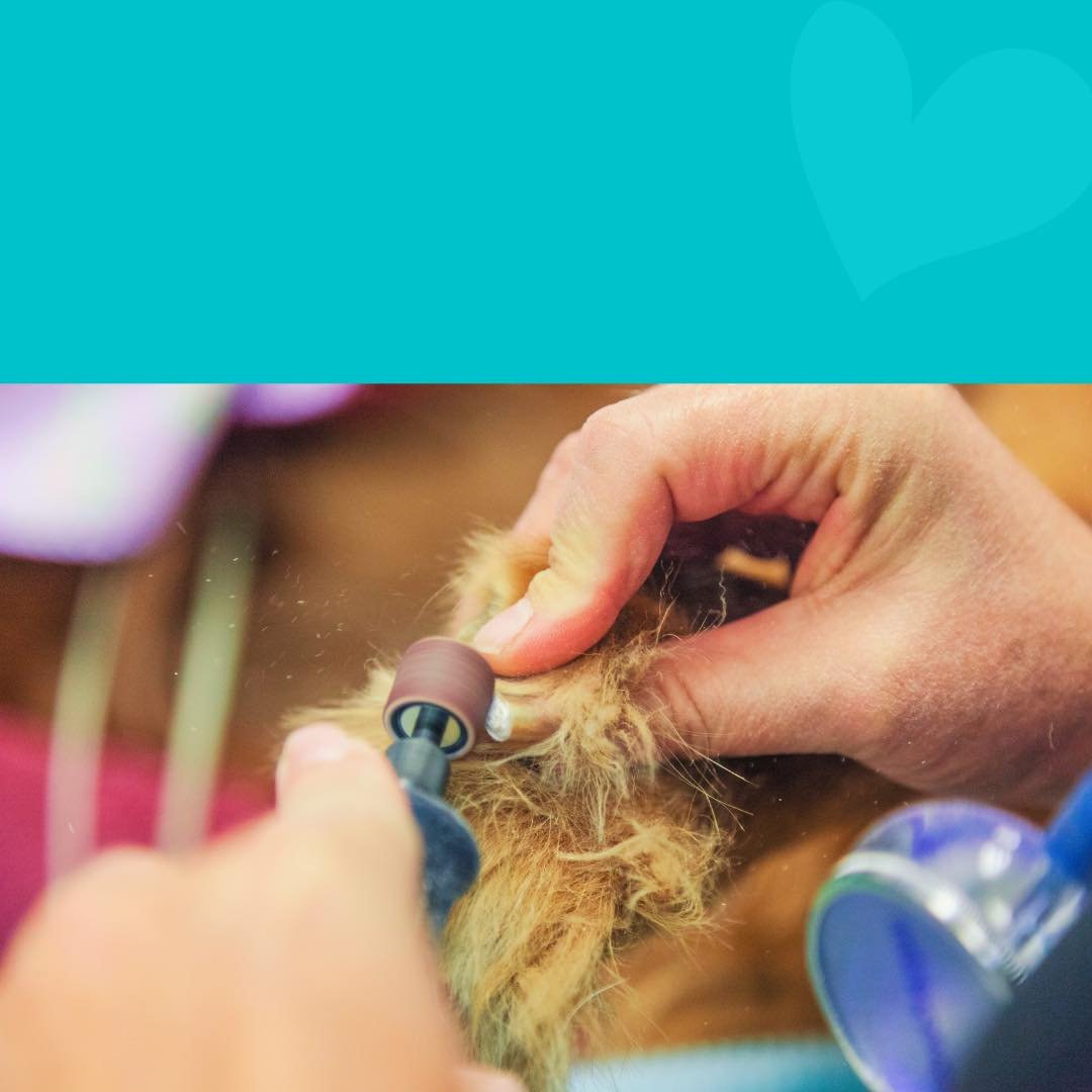 pet groomer performing a nail filing on a dog