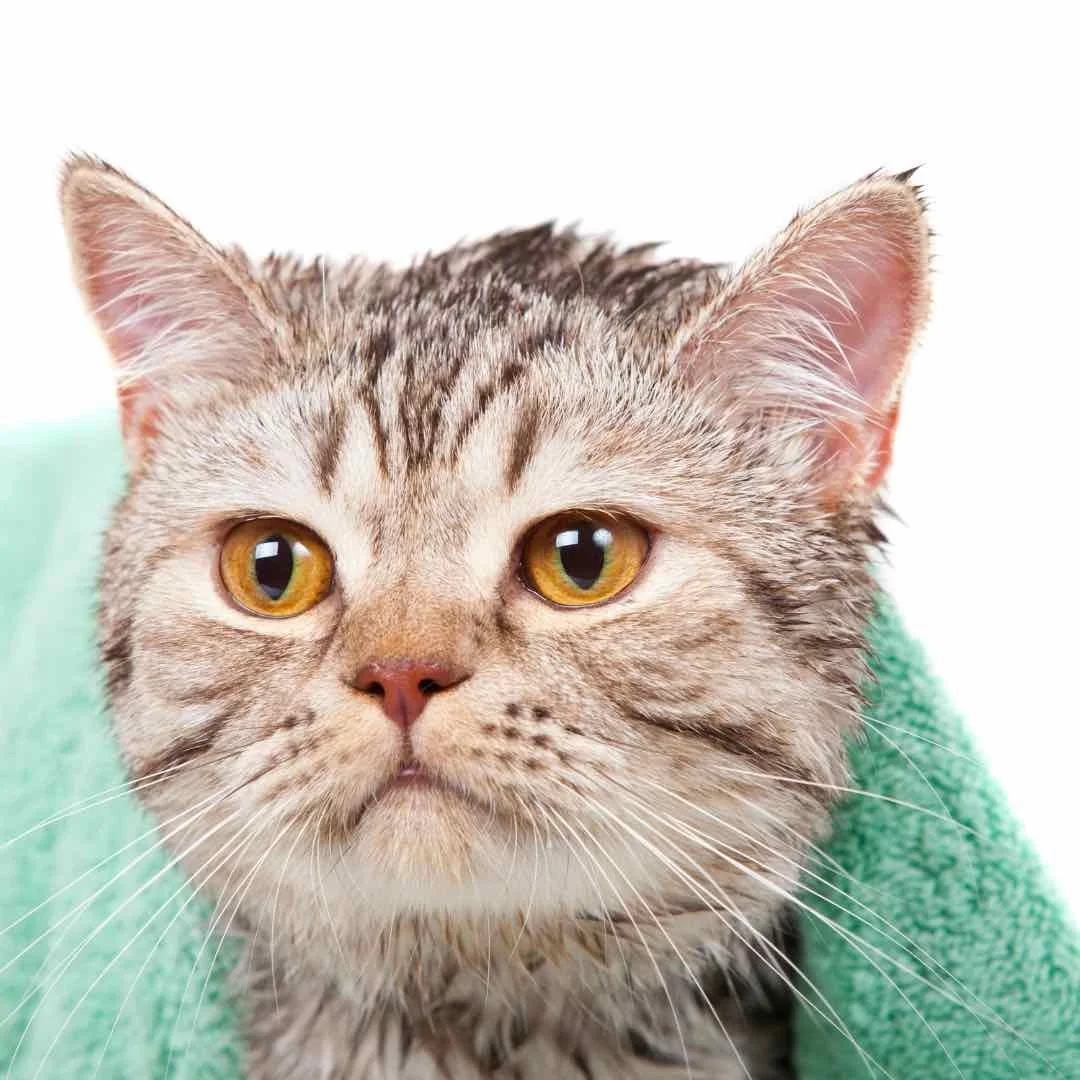 Close-up of a tabby cat with yellow eyes wrapped in a green towel after her grooming bath.
