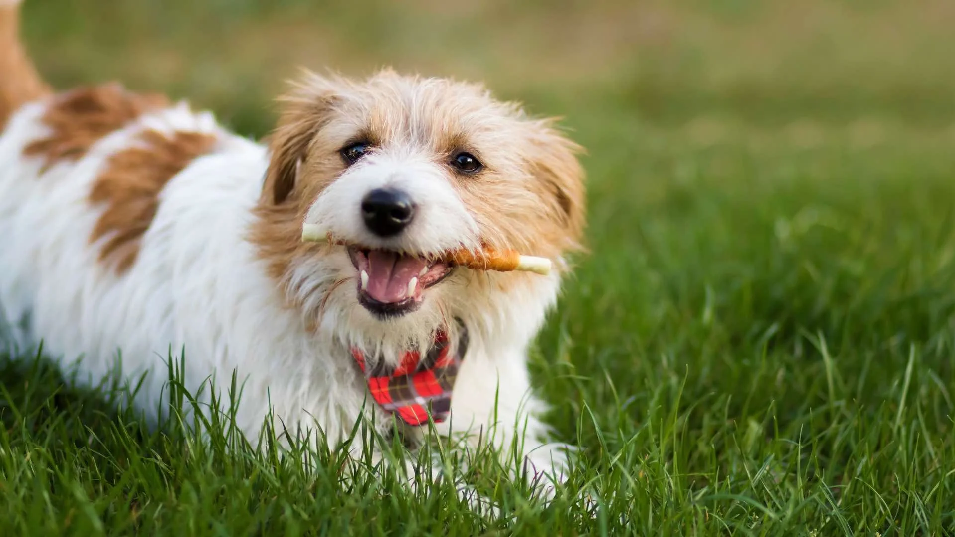 certified groomer nashville