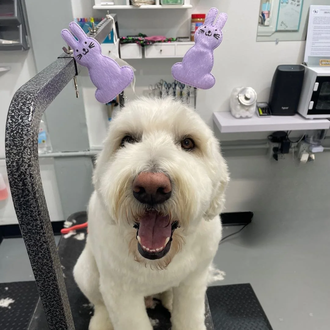 Happy dog clients during his grooming appointment